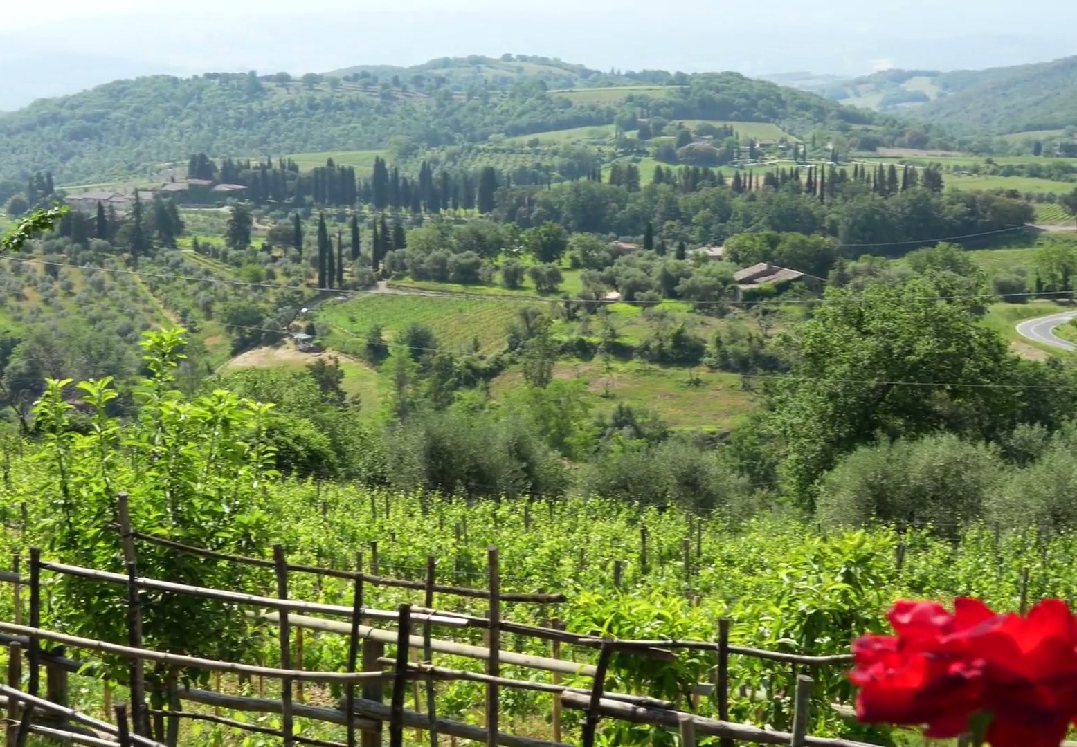 Sunlit vineyards, olive groves and cypress-lined hills around Montalcino